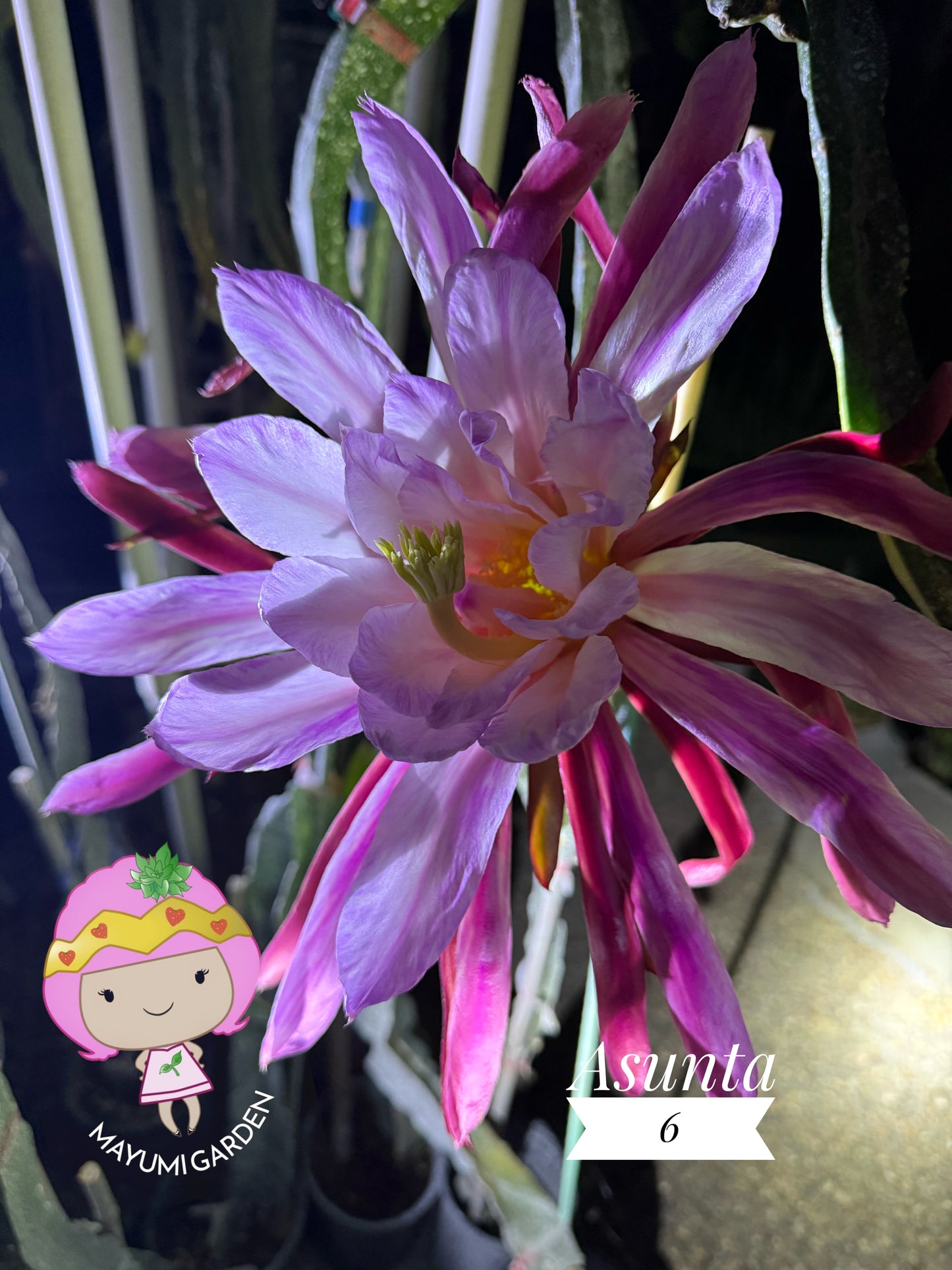 Asunta 6 Dragon Fruit Live Cuttings (12") (Official Asunta 6)