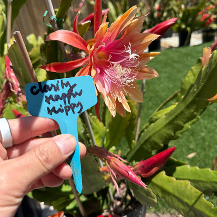 Clarity Happie Hippie rare Epiphyllum live cuttings