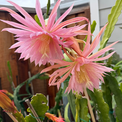 Pink Plumes Epiphyllum (rare) live cuttings