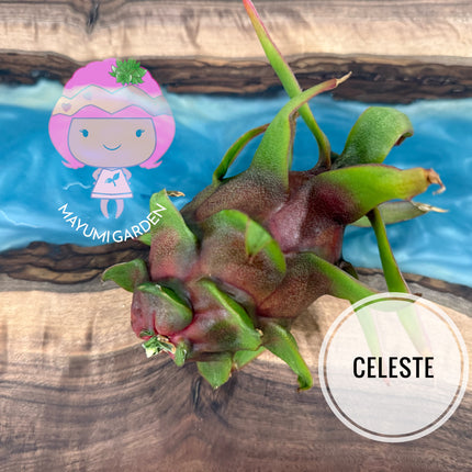 Celeste