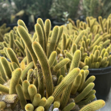 Golden Monkey Tail Cactus – Cleistocactus winteri  live plant