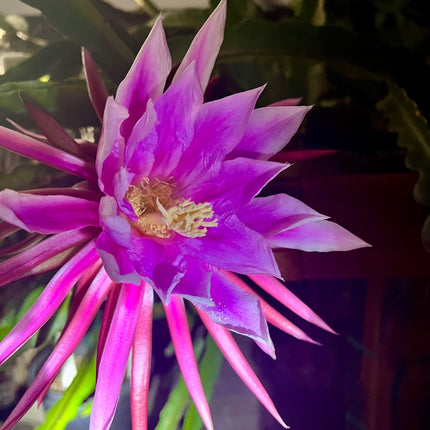 Amelie (Don Burnett ‘s hybrid) dragon fruit cutting (12") and rooted plant