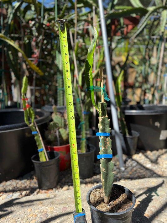 Wild Berry Skittles (Asunta 6-2) grafted Dragon Fruit live plant