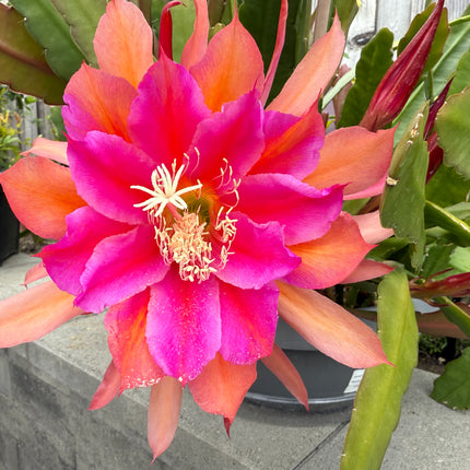 Circus Circus Epiphyllum live cuttings