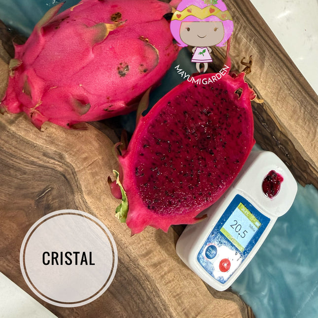 Ocamponis cristal