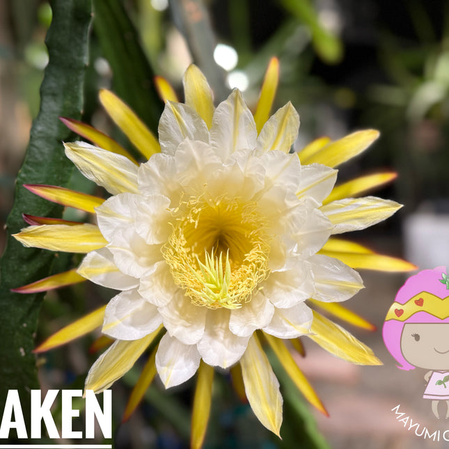 Kraken (Erongka- Purple Ocamponis) dragon fruit live cuttings 12”