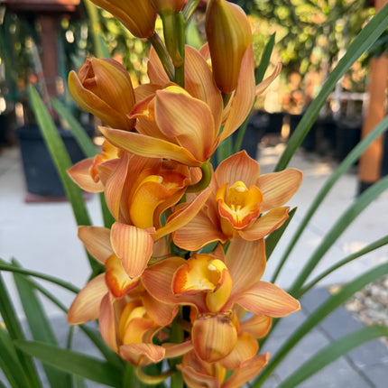 Cymbidium Here Comes the Sun 'Mother’s Gold'