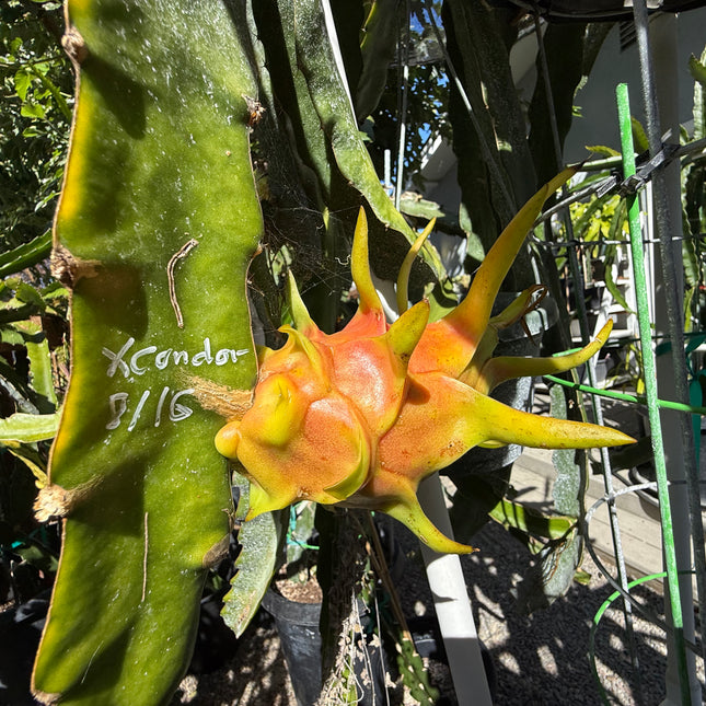 Rare Worth Lime Variegated Dragon Fruit
