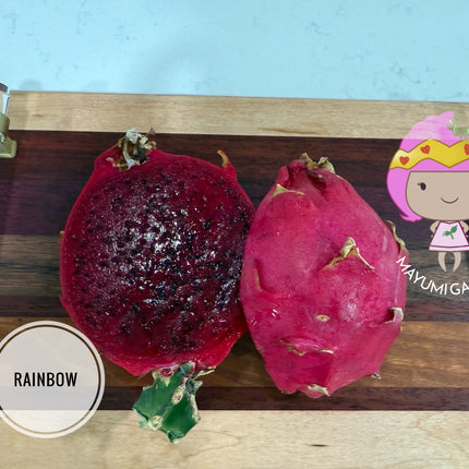 Rainbow Dragon Fruit live cutting 12"