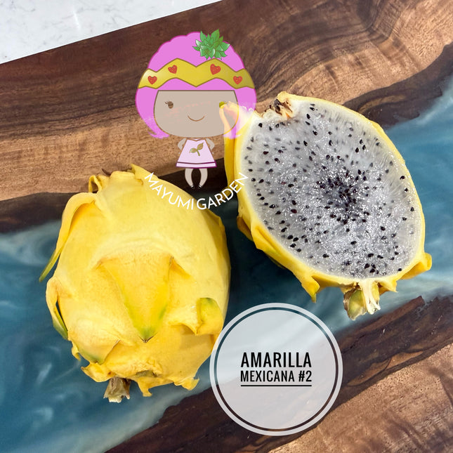 Amarilla Mexicana #2 (Amarilla 2 Oaxaca)