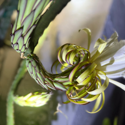 Albino Ocamponis Dragon Fruit Live cutting (12") and rooted plant