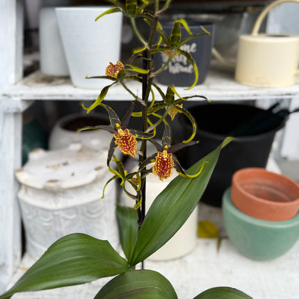 Dancing-lady orchid (Odontocidium Wildcat) live plant