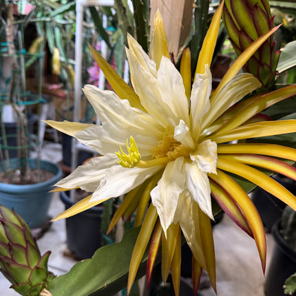 Asunta 5 Starburst Official dragon fruit live cutting (12”)