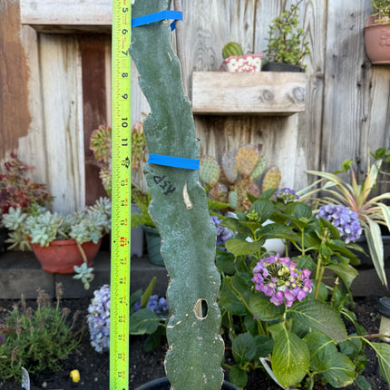 Asunta 5 Paco Dragon Fruit rooted plant (24” Tall)