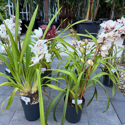 Cymbidium Sale