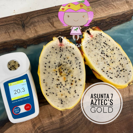 Asunta 7 Aztec Gold (Yellow Skin White Flesh) grafted plant