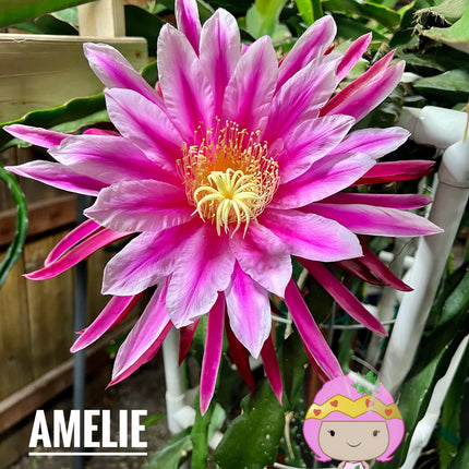 Amelie (Don Burnett ‘s hybrid) dragon fruit cutting (12") and rooted plant