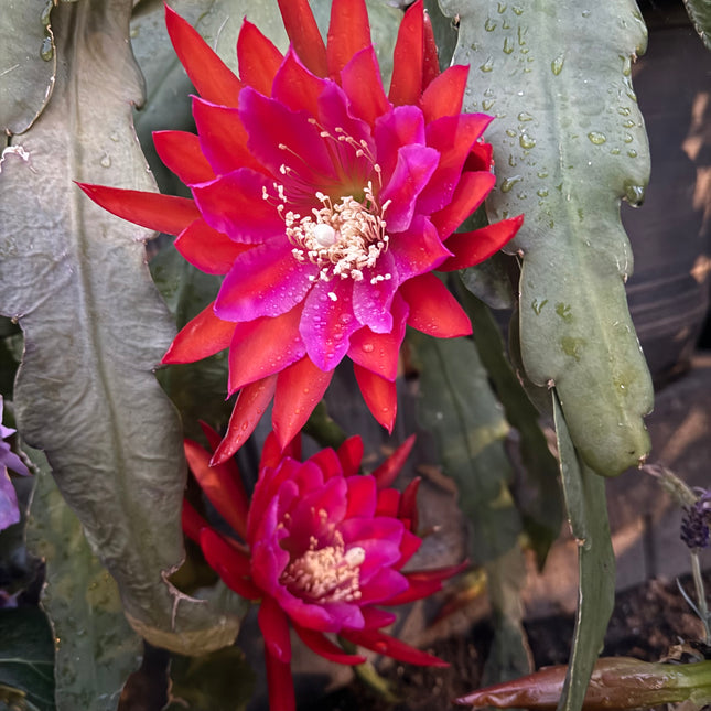 Epiphyllum Stern Von Erlau live cutting
