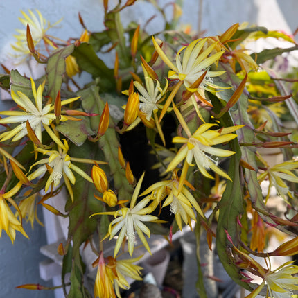 Queen of the night epiphyllum (yellow) cutting 10-12"