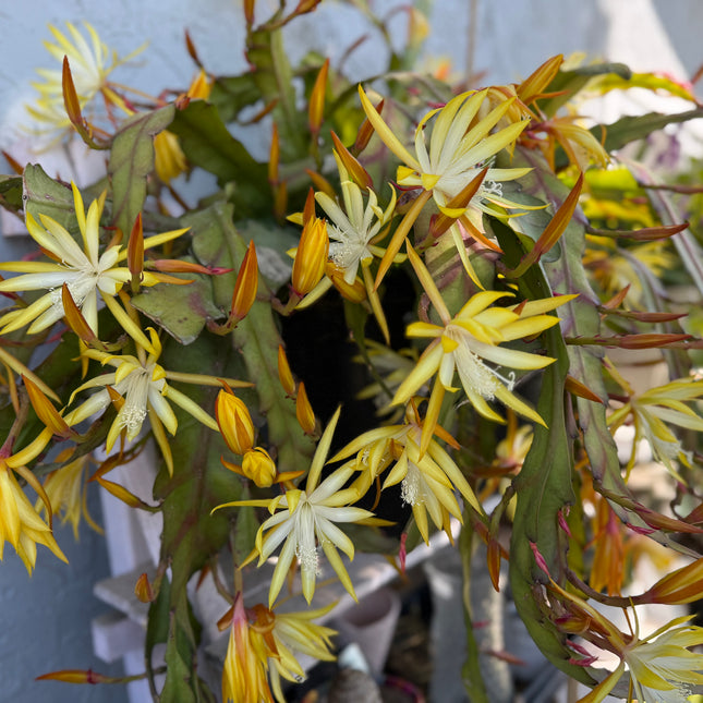Queen of the night epiphyllum (yellow) cutting 10-12"