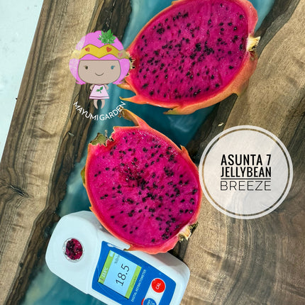 Jellybean Breeze (Asunta 7)