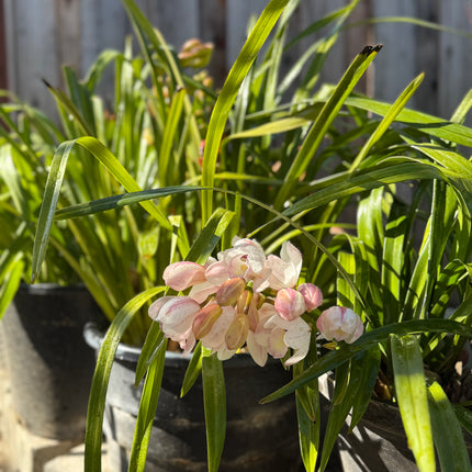 Cymbidium Barrita Sanguine “Pale Pink” live plant