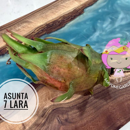 Asunta 7 Lara