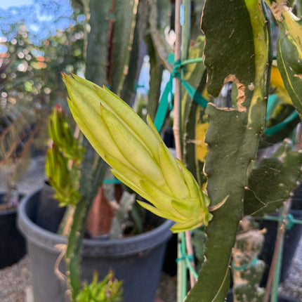 Rare Variegated Undatus Dragon Fruit