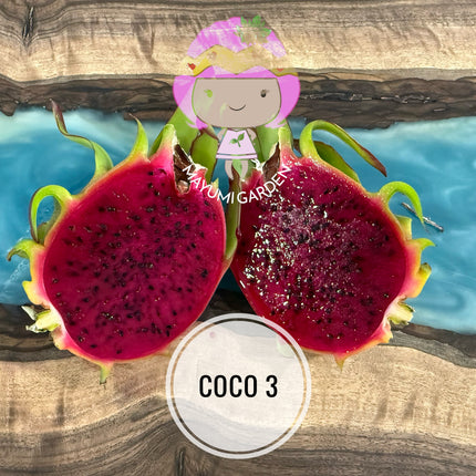 Coco 3