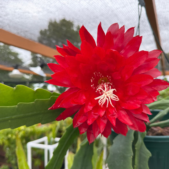 Kiwi Playboy Epiphyllum (rare) live cutting