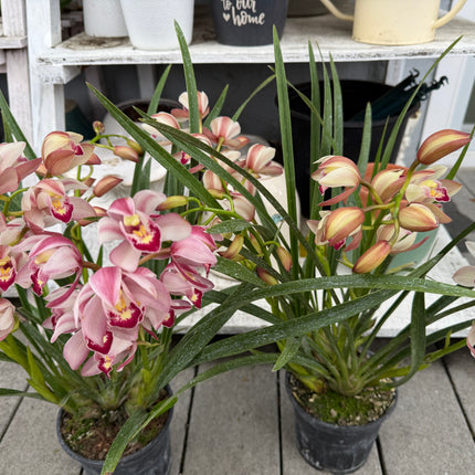 Cymbidium Baby Pink (Boat orchid) live plants