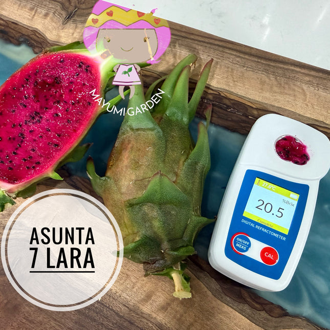 Asunta 7 Lara