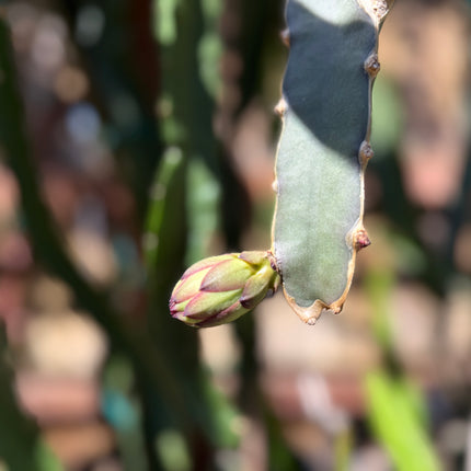 Kraken (Erongka- Purple Ocamponis) dragon fruit live cuttings 12”