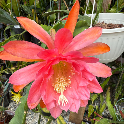 American Sweetheart Rare Epiphyllum live cutting