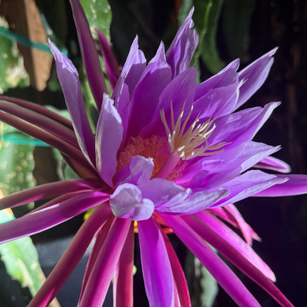 Riona Dragon Fruit live cutting (12")