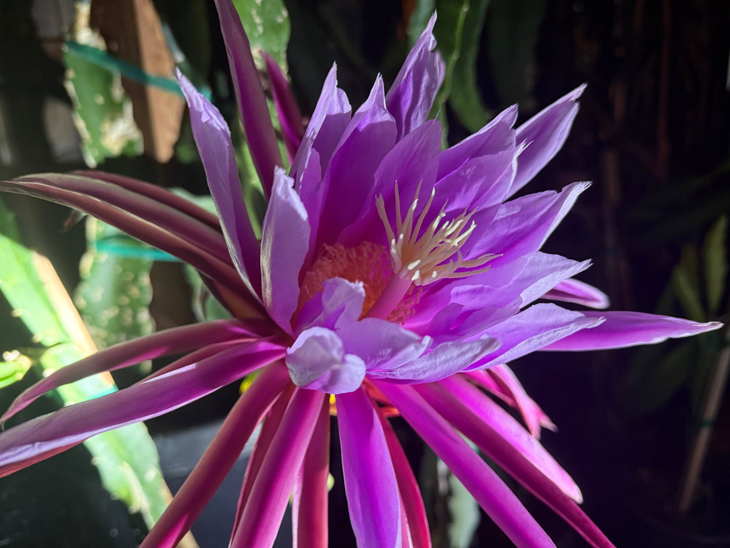 Riona Dragon Fruit live cutting (12")