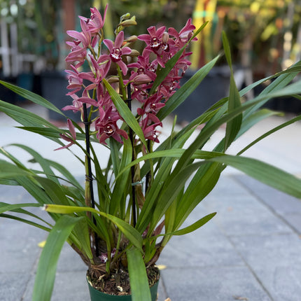 Cymbidium ensifolium (Burgundy)