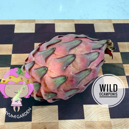 Wild Ocamponis