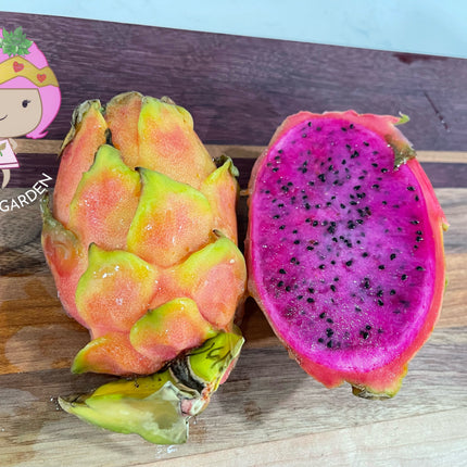 Queen Daenerys dragon fruit live cuttings and rooted plants