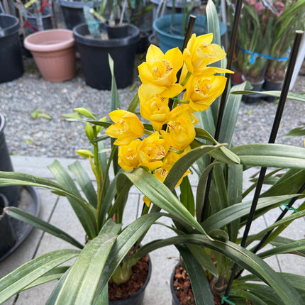Cymbidium Gold Orchid (yellow boat orchid) live plant
