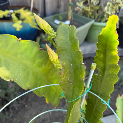 Princess De Monaco Epiphyllum live cuttings