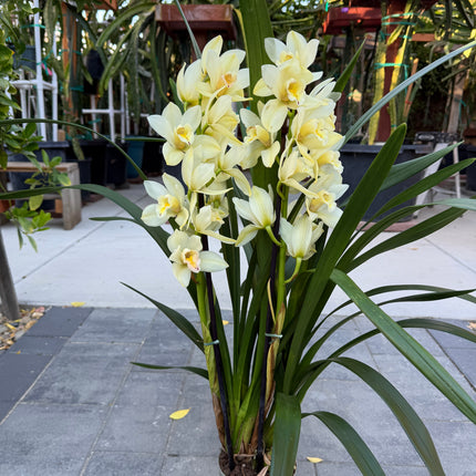 Yellow Cymbidium Orchid