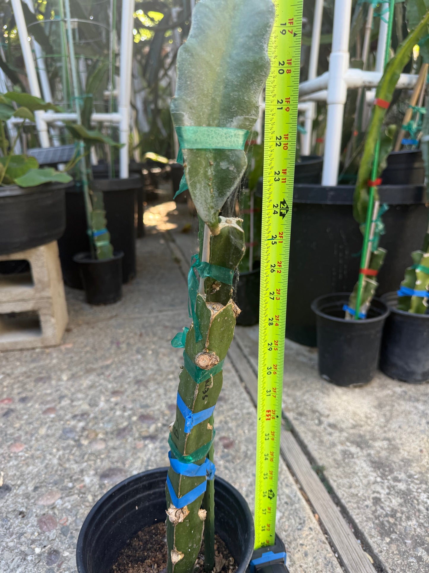 Wild Berry Skittles (Asunta 6-2) grafted Dragon Fruit live plant