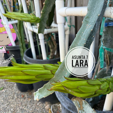 Asunta 7 Lara