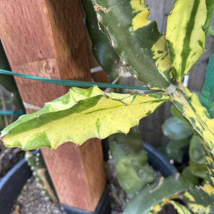 Rare Variegated Undantus Dragon Fruit Cutting
