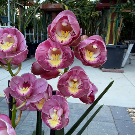 Cymbidium Lucky Gloria