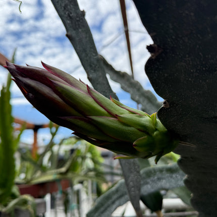 Asunta 6 Dragon Fruit (Official Asunta 6)