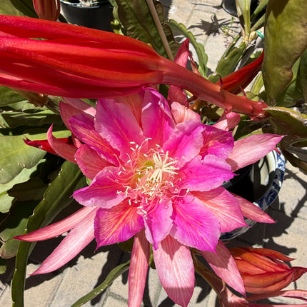 Circus Circus Epiphyllum live cuttings