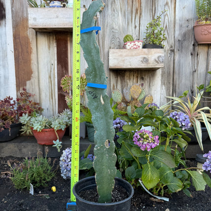 Asunta 5 Paco Dragon Fruit rooted plant (24” Tall)