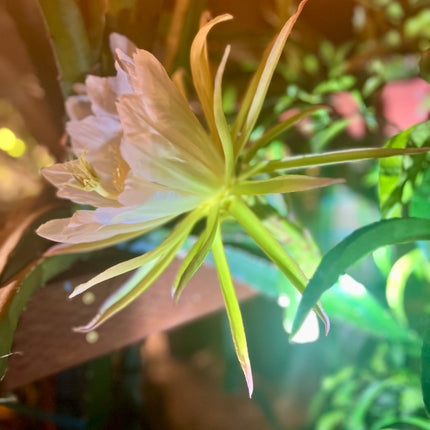 Voodoo Child dragon fruit live cuttings and rooted plants